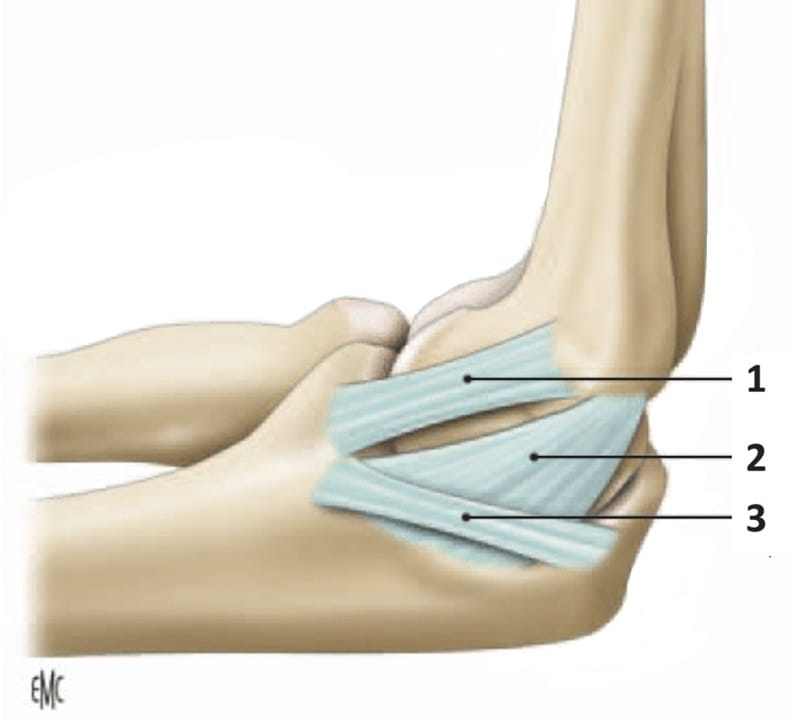 Figura 10. Ligamento colateral medial del codo con sus tres haces.