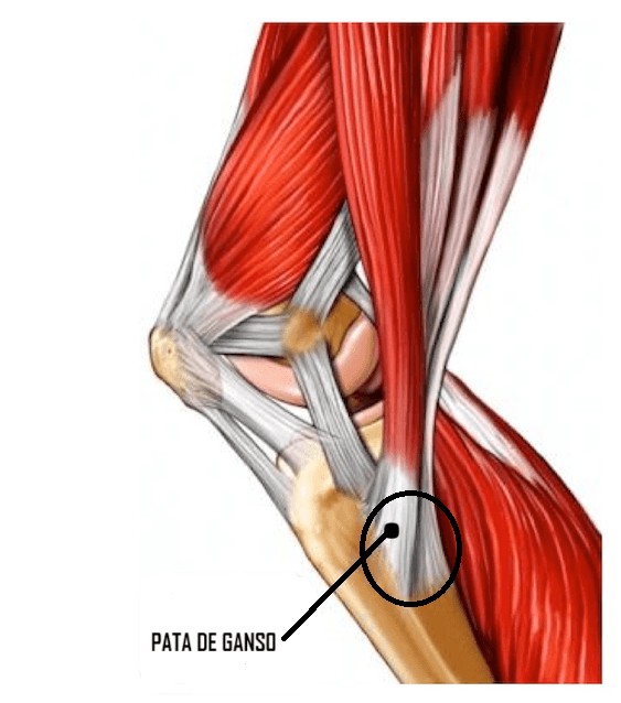 Vista medial de la rodilla derecha que muestra la inserción de los tendones de la pata de ganso en la cara anteromedial de la tibia