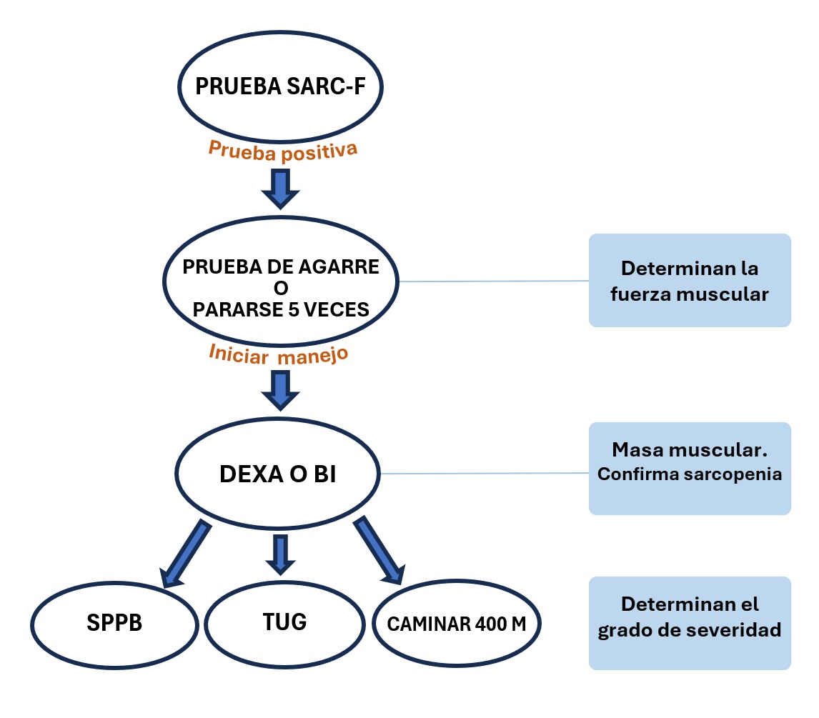 ALGORITMO EWGSOP PARA EL DIAGNÓSTICO DE SARCOPENIA
